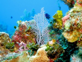 008 Sea Fan and Coral  MG 5099